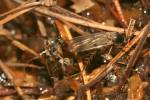 Dynatosoma fuscicorne