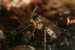 Dynatosoma fuscicorne