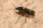 Greenomyia mongolica
