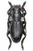 Herophila fairmairei