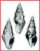 Drillia lignaria