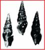 Drillia spirostachys