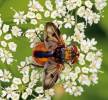 Ectophasia crassipennis - kuklice plochá