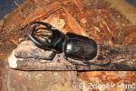 Chalcosoma chiron