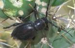 Moneilema armatum