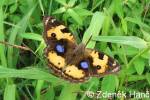 Junonia hierta hierta