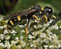Ectemnius continuus