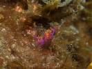 Paraflabellina ischitana