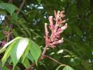 Aesculus pavia - jírovec pávie