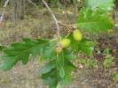 Quercus dalechampii - dub žlutavý