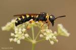 Cerceris arenaria - uzlatka písečná
