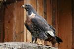 Buteo rufofuscus