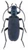 Ditylus laevis