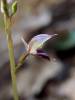 Acianthus fornicatus