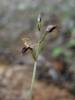 Acianthus fornicatus