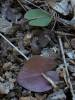 Acianthus fornicatus