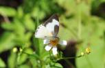 Appias drusilla boydi
