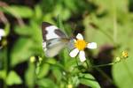 Appias drusilla boydi