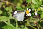 Appias drusilla boydi