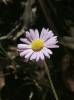 Brachyscome microcarpa