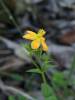 Hypericum japonicum