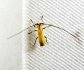 Eunidia lateralis
