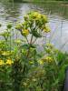 Hypericum tetrapterum - třezalka čtyřkřídlá