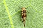 Loensia fasciata