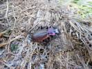 Carabus pyrenaeus