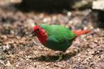 Erythrura psittacea - Red-throated Parrotfinch