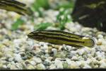 Julidochromis regani - cichlidka Reganova
