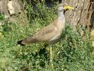 Vanellus senegallus - African Wattled Lapwing