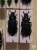 Nicrophorus germanicus - hrobařík velký