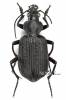 Calosoma senegalense
