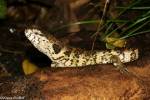 Shinisaurus crocodilurus - krokodýlovec čínský