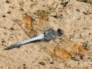 Orthetrum caledonicum