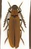 Denticollis rubens
