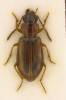 Dicheirotrichus placidus
