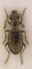 Asaphidion austriacum