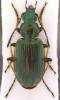 Agonum marginatum