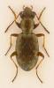 Asaphidion pallipes