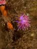 Edmundsella pedata