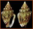 Euplica varians
