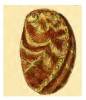 Haliotis tuberculata speciosa