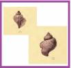 Janthina exigua - Globose Violet-snail