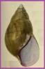 Achatina achatina monochromatica