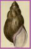 Achatina tincta oblitterata