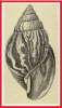 Achatina studleyi