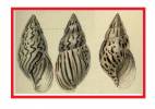 Achatina semisculpta