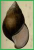 Achatina welwitschii